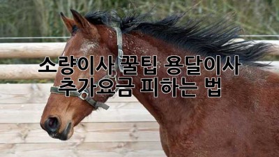 소량이사 꿀팁🍯 용달이사 추가요금 피하는 법!
